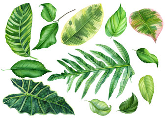 set of tropical leaves on an isolated white background, watercolor painting, hand drawing