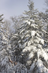 snow covered fir trees