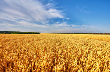 Gold wheat field and blue sky. Ukraine, Europe.