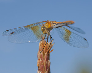 Dragonfly
