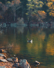 duck in lake
