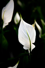 Flores blancas alargadas como tulipas con fondo negro