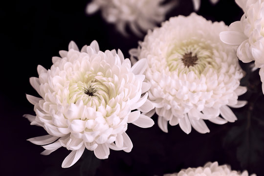 flor de crisantemos grandes y blancos en fondo negro
