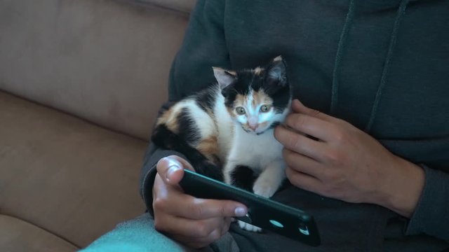 young man holding and playing with a cute kitten while using on his mobile phone. He scratching his head,human and cat love