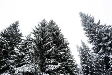 low angle view of pine trees covered with snow on white sky background