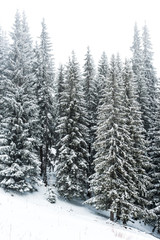 Pine trees forest covered with snow on hill with white sky on background