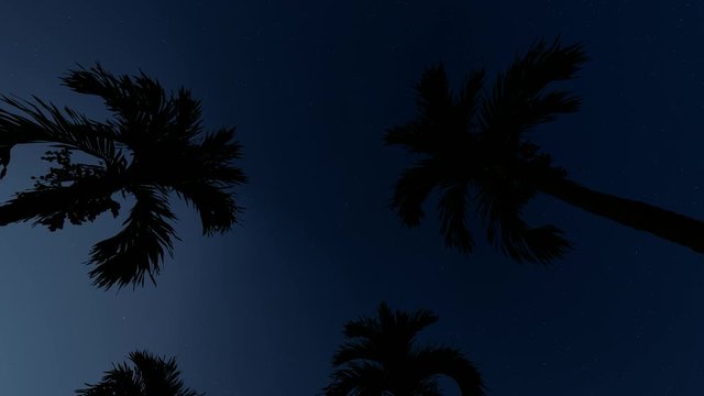 Palm Alley. Green backdrop. Romantic vacation. Vacation, summer. Exotic beach background. Christmas tree. Night colorful landscape. Summer color. Night sky nature summer landscape. Palm trees. 4k
