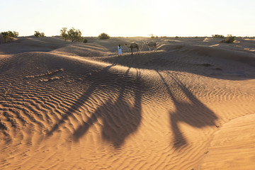 Bedouin and camel on way through sandy desert Beautiful sunset with caravan on Sahara, Morocco...