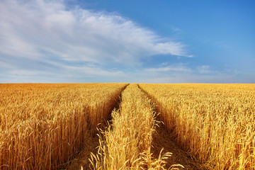 Gold wheat field and blue sky. Ukraine, Europe.