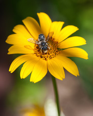 Bees