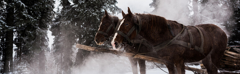 Horses with horse harness in snowy mountains with pine trees, panoramic shot