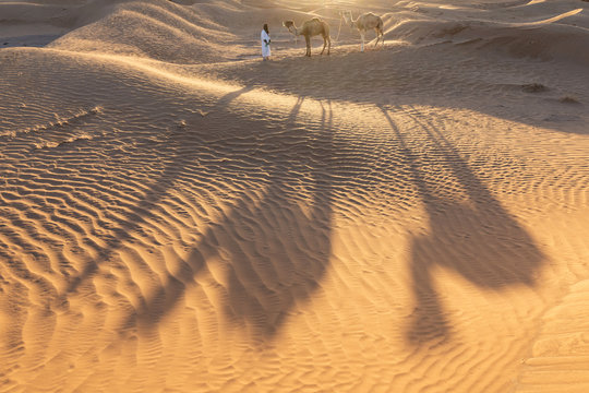Bedouin and camel on way through sandy desert Beautiful sunset with caravan on Sahara, Morocco Desert with camel and nomads Silhouette nomad man with dramatic sky Picturesque background nature concept