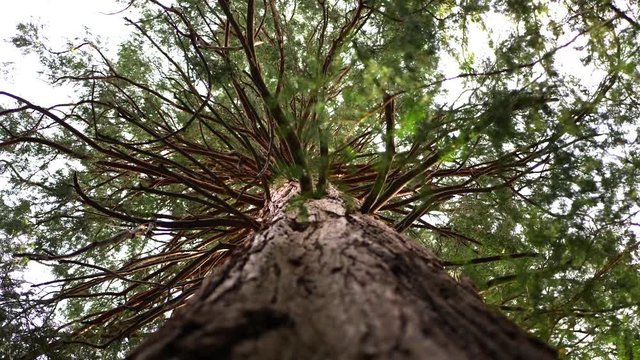 A tall Incense Cedar tree in the mountain forest of California on an outdoor nature hiking trail.