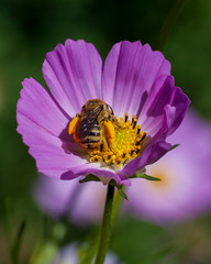 Bees
