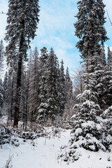 Scenic view of pine forest with tall trees covered with snow
