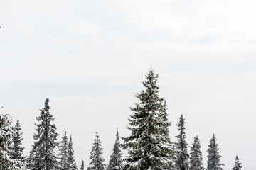 scenic view of pine trees covered with snow and pure sky