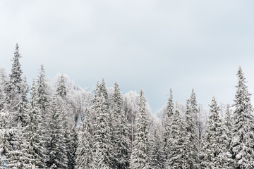 Scenic view of snowy pine trees and white cloudy sky
