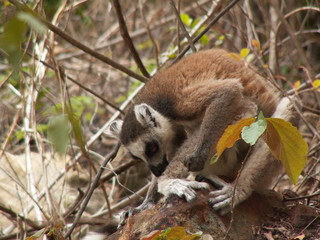 Ring-tailed lemur (Lemur catta) grooming, Isalo National Park, Madagascar