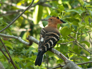 Madagascan hoopoe (Upupa marginata), Isalo National Park, Madagascar © Rocky