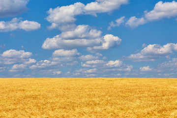 Gold wheat field and blue sky. Ukraine, Europe.