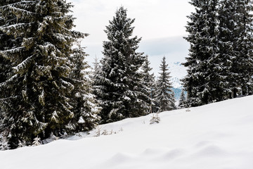 Scenic view of snowy mountain with pine trees