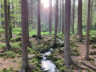 Forest in sunset in national park with small river