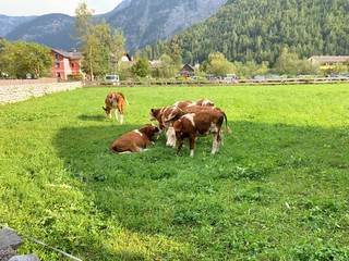 Brows cows on grass, Hallstatt