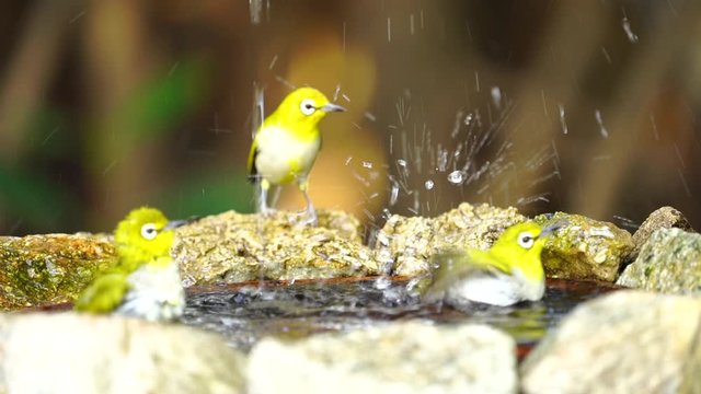 Japanese White-eye, Dark Green.Cute bird  drink water, play water in ponds at areas lacking fresh water.(Scientific Name : Zosterops simplex ) Slow motion