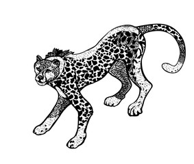 vector illustration of leopard in style zenart, isolated on white background