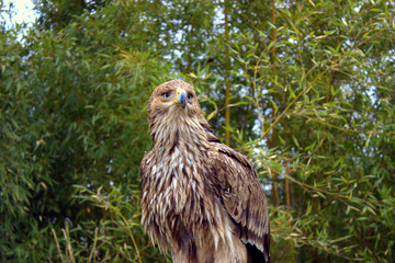 A young steppe eagle against a background of green trees peers closely into the distance.