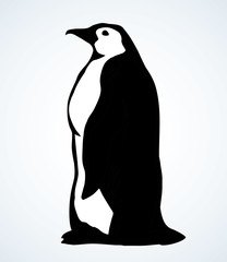 Penguin on the ice. Vector drawing