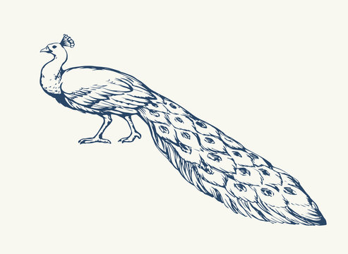 A beautiful peacock is standing on the ground. Vector drawing