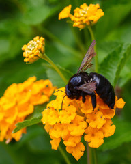 Bees