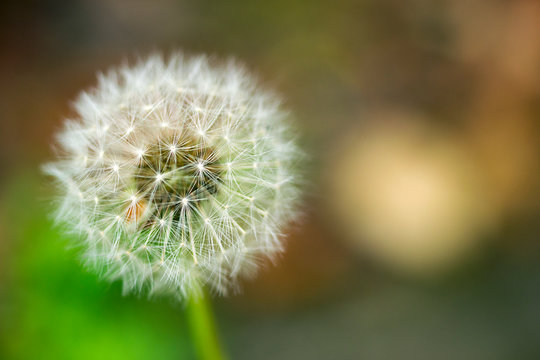 Dandelion seeds close up on natural blurred background. White fluffy dandelions, natural green blurred spring background.