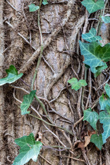 Close Up Tree Bark Texture