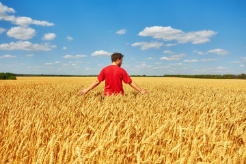 Naklejka na ściany i meble Farmer walking through a golden wheat field