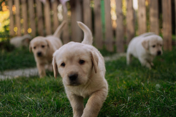 Cute white labradors on the grass