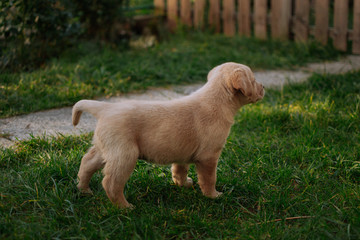 Cute white labradors on the grass