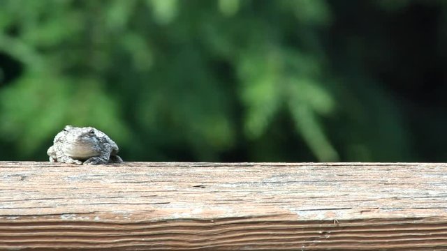 Toad turing around to face front while sitting on weathered wood deck railing with green tree branches swaying in the wind, blurred background