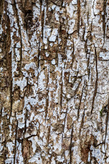 Obraz premium Close Up Brownish Tree Bark Texture