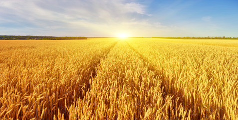paysage avec route du tracteur dans le champ de blé