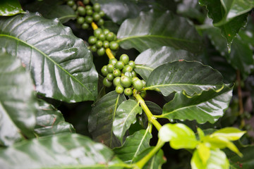 Green coffee beans growing on the branch in Mae Kampong Village, Chiang Mai ,Thailand