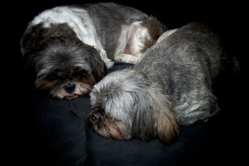 Two male shih tzu dog brothers are curled  up sleeping on dark background.