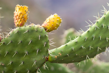 Green cactus with yellow fruits on it. Canary Islands