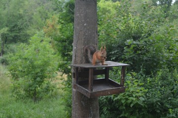 squirrel on a tree in forest