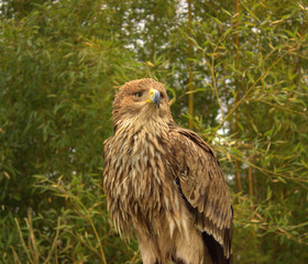  A strong steppe eagle chick is ready to leave the nest
