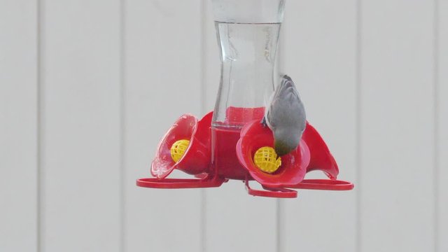 Bird and Hummingbird on Outdoor Feeder Together