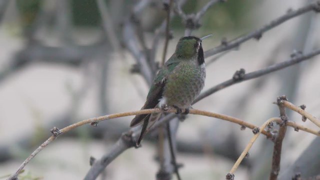Anna's Hummingbird Perched and Flies Away
