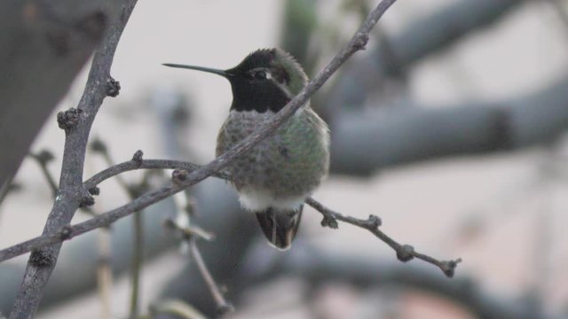 Anna's Hummingbird Stretches It's Wings