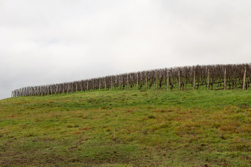 Obraz premium Oregon vineyard in the winter